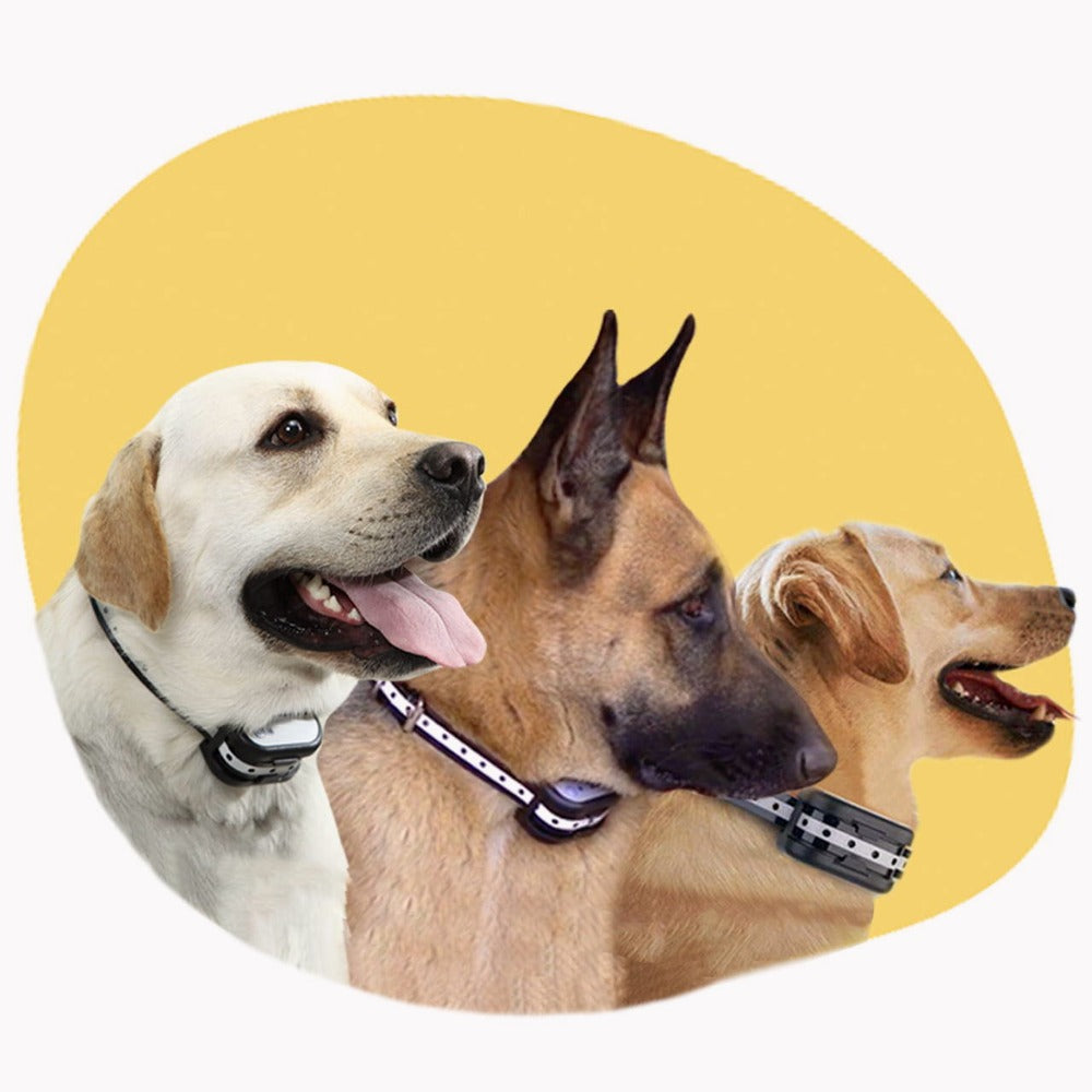 Three dogs wearing black waterproof Fitlybuy SafeZone wireless training collars on a yellow background.