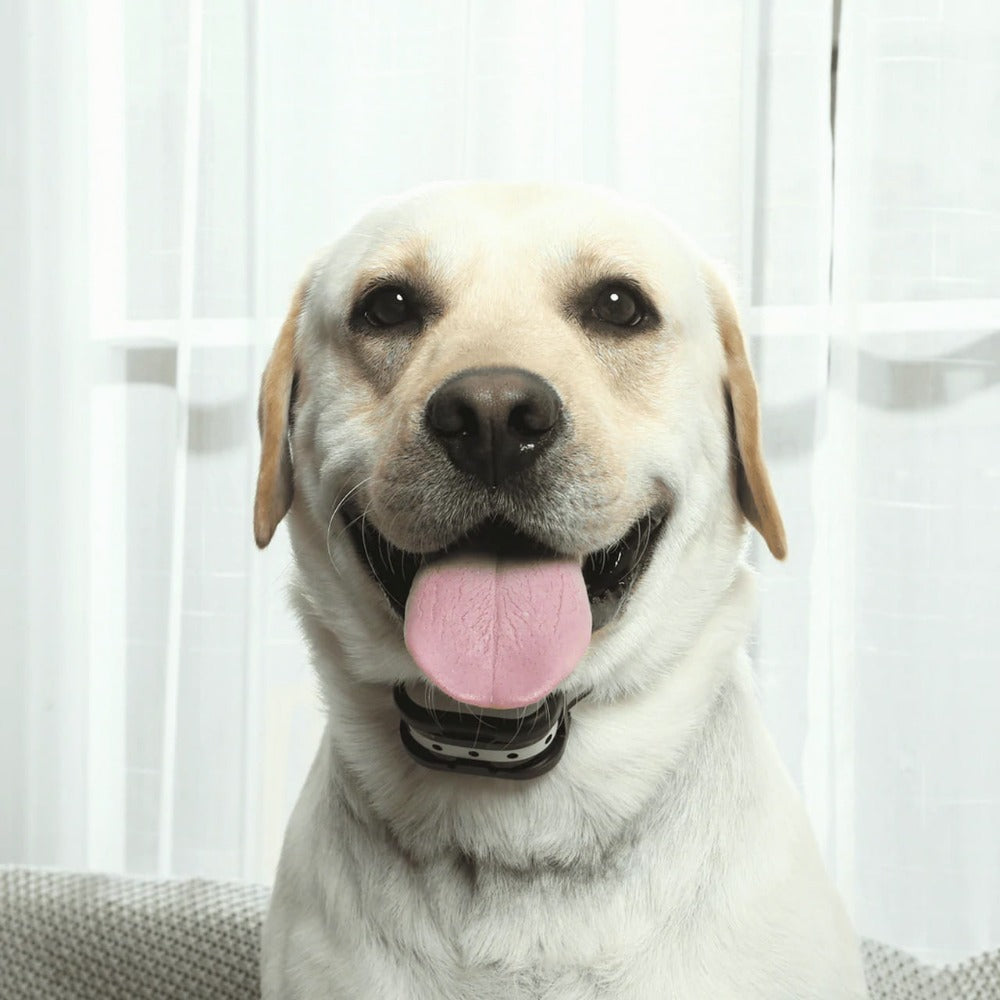 Happy yellow Labrador wearing a black, waterproof Fitlybuy SafeZone wireless training collar indoors.