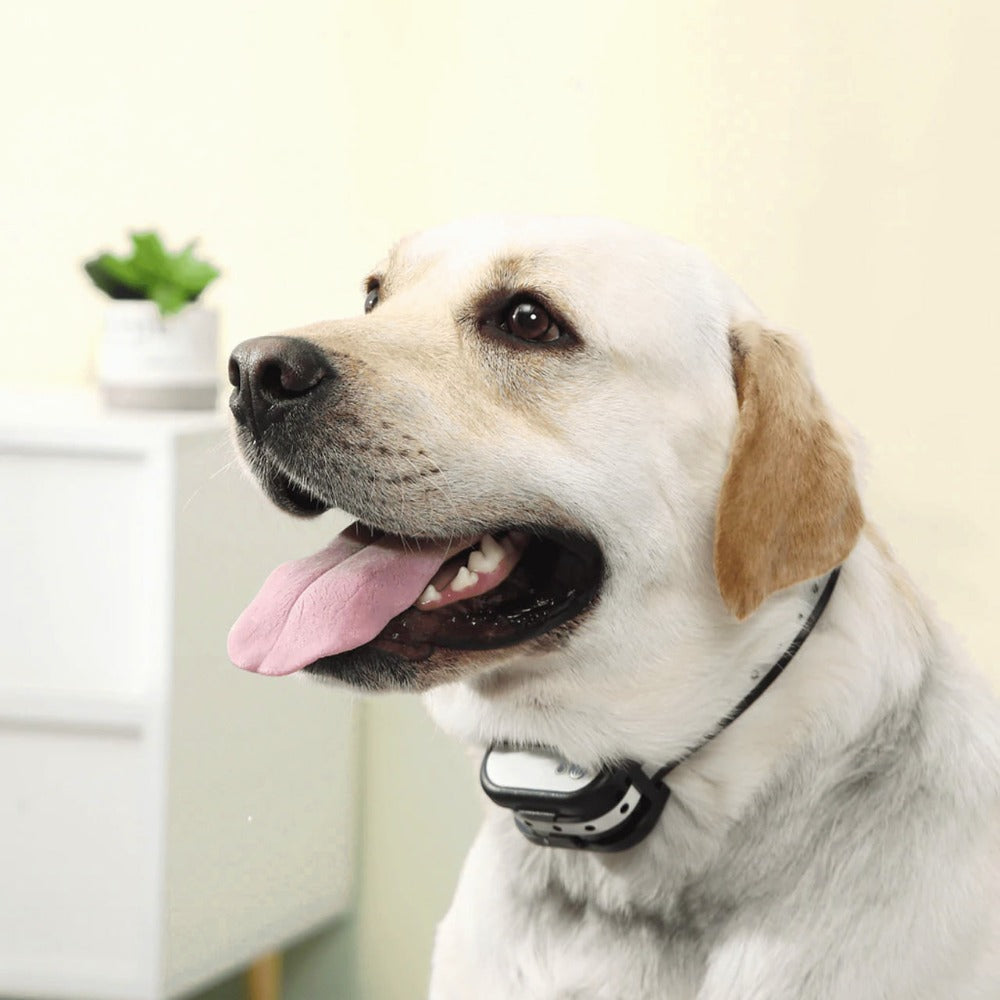 A yellow Labrador wearing a black and white Fitlybuy SafeZone wireless waterproof training collar indoors.
