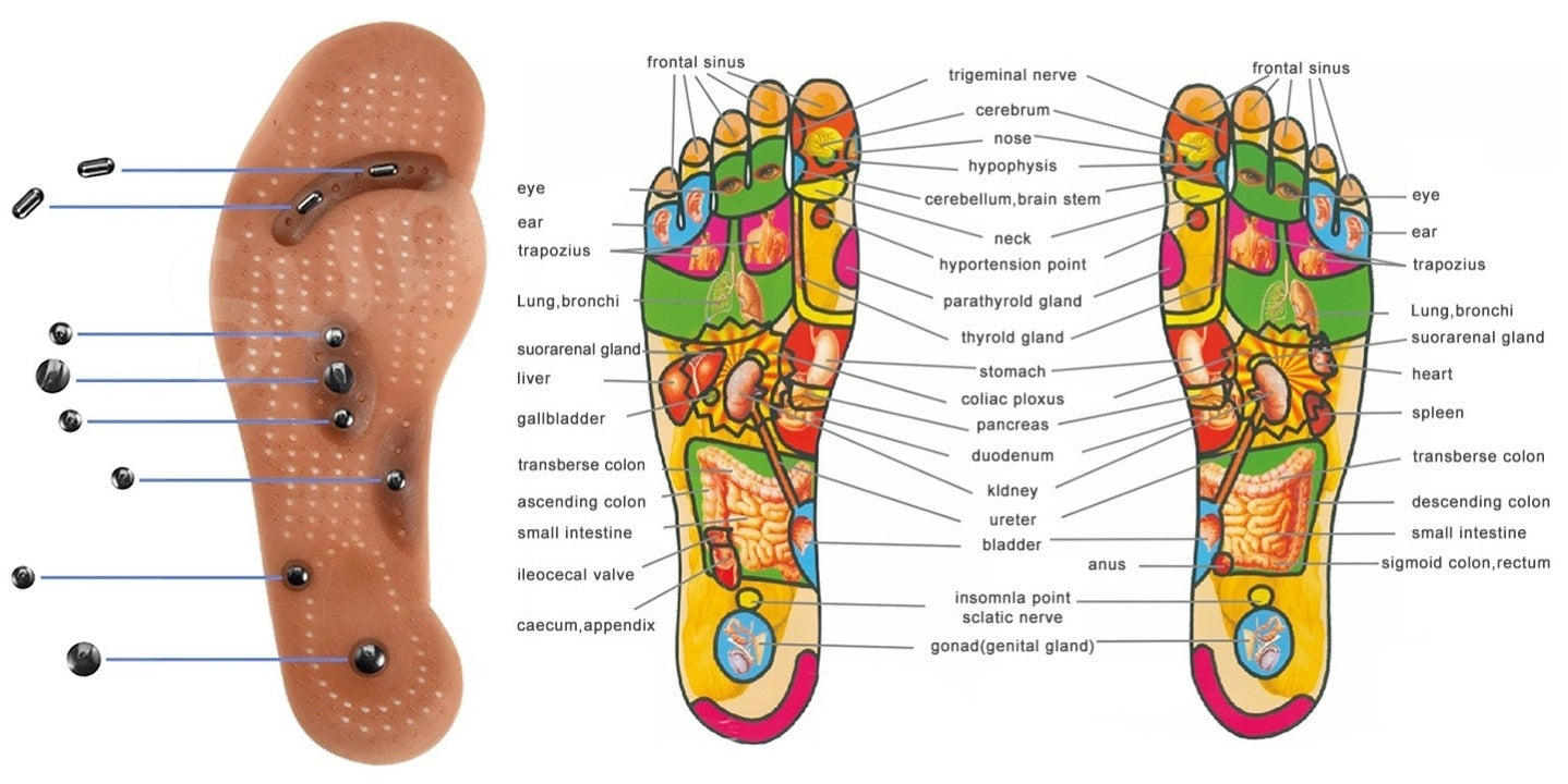 Fitlybuy magnetic acupressure insole with ComfortFlex alongside a color-coded foot reflexology organ map chart.