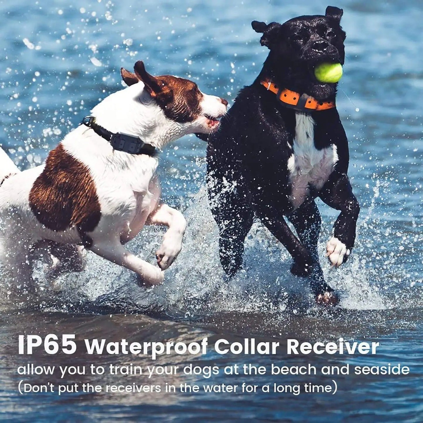 Two dogs wearing waterproof Fitlybuy training collars play in the water, one black with orange and one white/brown.